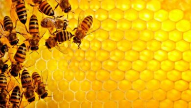تأثير التغيرات المناخية على نحل العسل مقال بقلم د رشا سالم