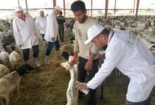 وزير الزراعة يتابع أعمال البعثة البيطرية المصرية للإشراف على الهدي والأضاحي بالمملكة العربية السعودية