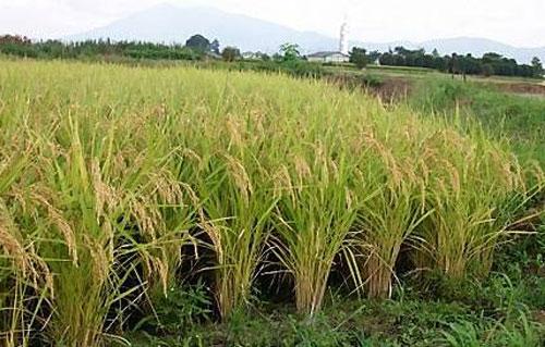 الرى تستعد لموسم زراعة الأرز فى 9محافظات