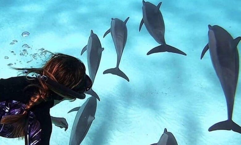 مصر كانت من أشهر المقاصد السياحية وأكثرها شعبية بحسب بيانات حجوزات السفر للعام الحالي 2022 و