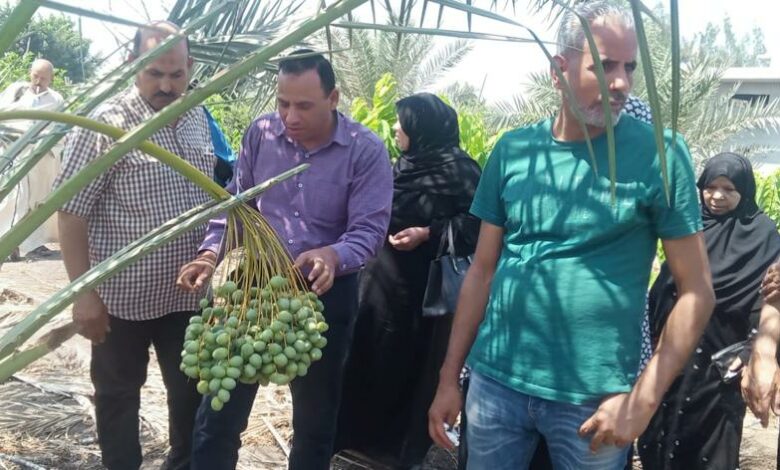 نشاط تدريبي وإرشادي مكثف للمعمل المركزي للنخيل