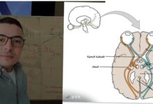 الصورة الأخيرة في عين الميت.. دراسة من منظور دكتور في القانون الجنائي
