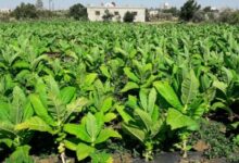 نبتة خضراء.. حولها الإنسان لعدو له وللبيئة