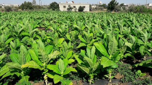 نبتة خضراء.. حولها الإنسان لعدو له وللبيئة