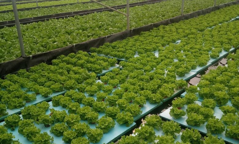 الزراعة بدون تربة والتكنولوجيا الحديثة لإنتاج الخضر وعلاقتها ‏بالتغيرات المناخية
