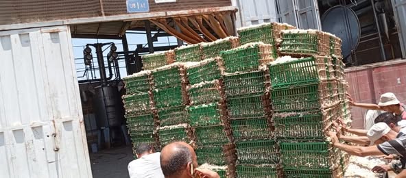 بدء توريد محصول الياسمين لمصانع شبرابلولة بمحافظة الغربية