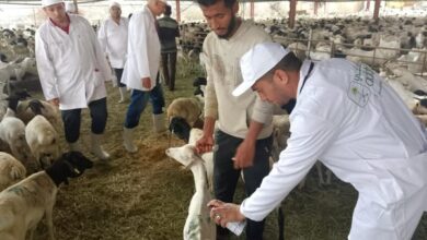 وزير الزراعة يتابع أعمال البعثة البيطرية المصرية للإشراف على الهدي والأضاحي بالمملكة العربية السعودية