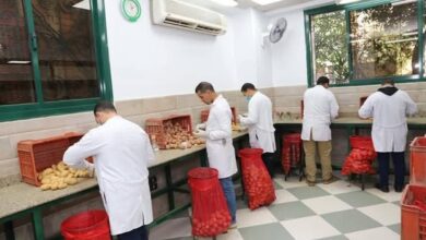 الزراعة تعلن فحص أكثر من 1.3 مليون طن بطاطس مائدة معدة للتصدير إلى الخارج
