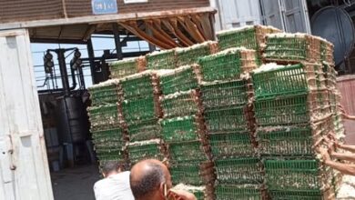 بدء توريد محصول الياسمين لمصانع شبرابلولة بمحافظة الغربية
