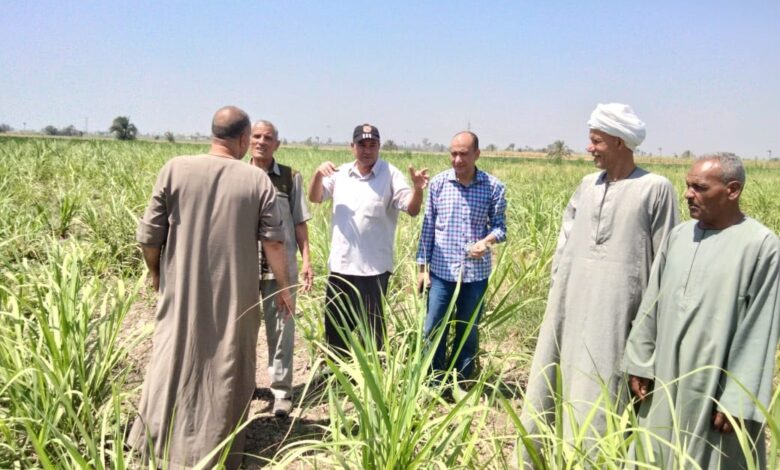 الزراعة تنفذ أكثر من 1875 نشاط إرشادي استفاد منه أكثر من 43 ألف مزارع خلال يونيو