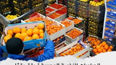 الصادرات الزراعية المصرية تحقق رقمًا قياسيًا تجاوز الـ 6.2 مليون طن حتى منتصف يوليو الجاري