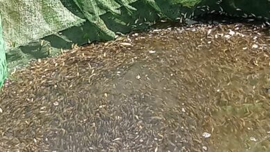 جهاز حماية وتنمية البحيرات والثروة السمكية يواصل تنفيذ خطة دعم وتنمية المخزون السمكي بالمصايد المصرية