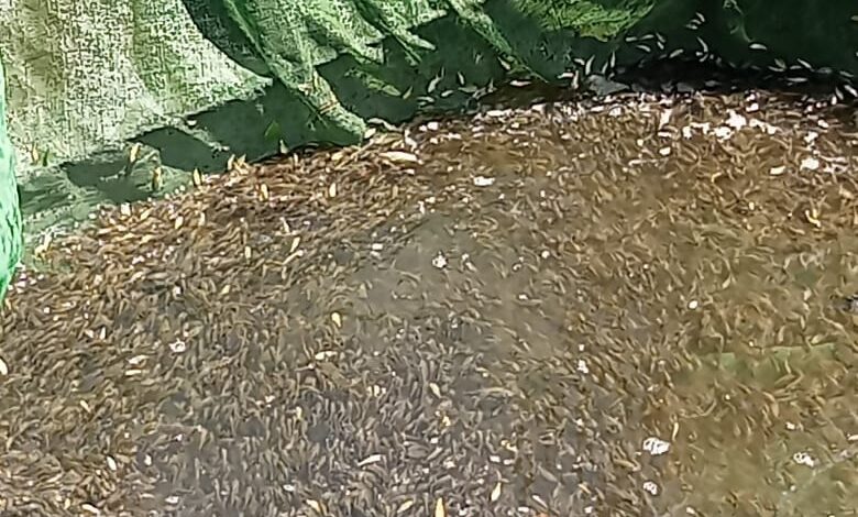 جهاز حماية وتنمية البحيرات والثروة السمكية يواصل تنفيذ خطة دعم وتنمية المخزون السمكي بالمصايد المصرية