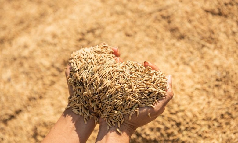 التسميد الحيوي ثورة خضراء لتعزيز إنتاج القمح المصري وتقليل فاتورة الاستيراد