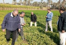 الزراعة تتابع موقف النمل الأبيض وتتفقد الزراعات الشتوية في محافظات الصعيد