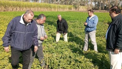 الزراعة تتابع موقف النمل الأبيض وتتفقد الزراعات الشتوية في محافظات الصعيد