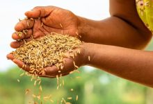 تعاون مصري إيطالي من أجل الزراعة المستدامة