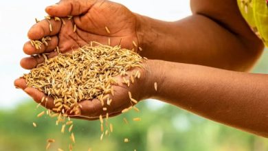 تعاون مصري إيطالي من أجل الزراعة المستدامة