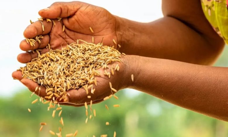 تعاون مصري إيطالي من أجل الزراعة المستدامة