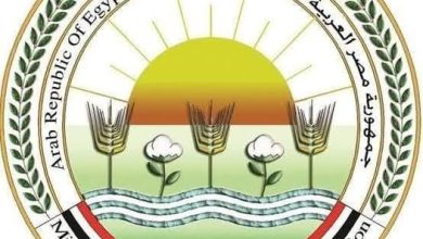 بيان الزراعة عن المساحات الفعلية المنزرعة بالقطن ومؤشرات المحصول للموسم الجديد