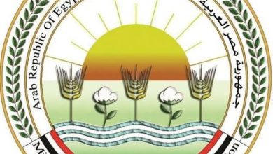 "الزراعة" توضح أسباب الارتفاع المؤقت لأسعار الطماطم وتعلن انفراجة قريبة