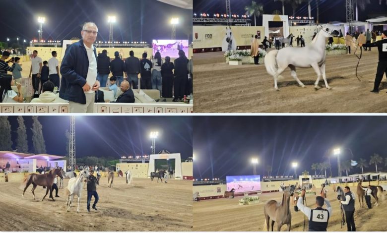 السفير التركي بالقاهرة يشيد بعراقة الخيول المصرية الأصيلة خلال مشاركته بمهرجان الخيل المصري
