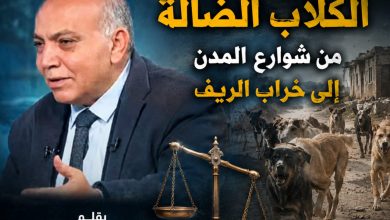 حين تختل الموازين.. الكلاب الضالة من شوارع المدن إلى خراب الريف