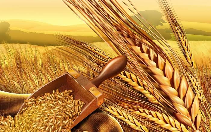 مصر الأولى عربيًا في إنتاج القمح خلال عام 2026 وفقًا لتقديرات "الفاو"